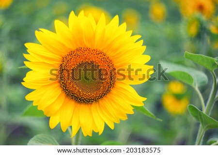 Close-up photography of single beautiful sunflower on the field