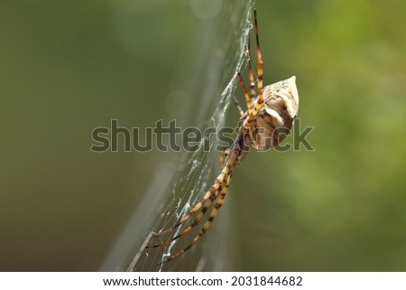 Spider web with Argiope lobata (Lobed Argiope)