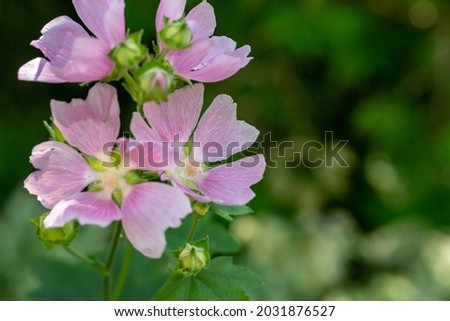 Purple mallow flower on a green background on a sunny summer day macro photography. Blooming garden malva flower with pink petals closeup photo in summer. 