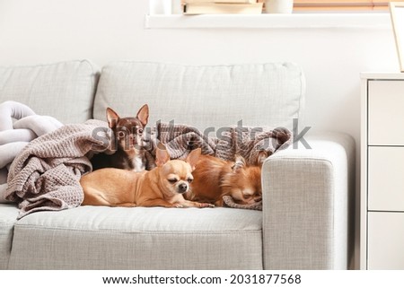 Cute chihuahua dogs on sofa at home