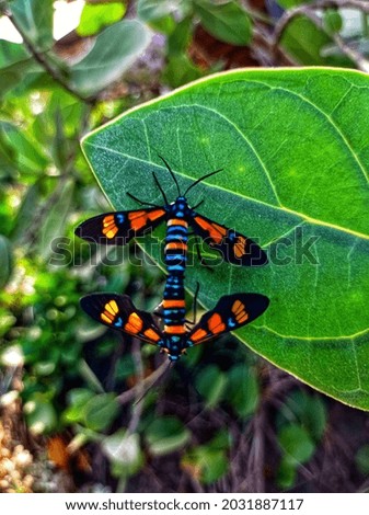 Pair of southeast asian wasp moth mating under the leaf in nature