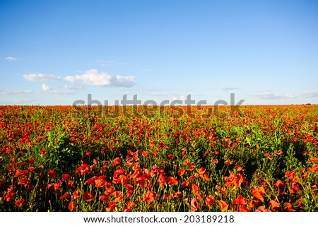 beautiful bright red poppy flowers