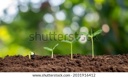 Small trees of different sizes growing on green background concept of caring for the environment and world environment day. Royalty-Free Stock Photo #2031916412