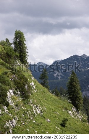 Fir trees on the mountains of the Austrian Alps - travel photography