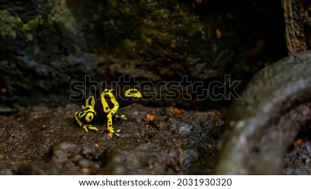 Yellow-banded poison dart frog called Dendrobates leucomelas.frogs are diurnal by nature, and are known to be fiercely territorial.