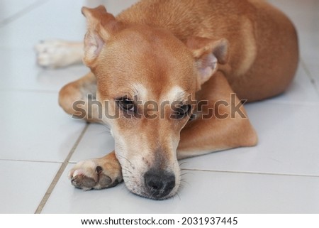 Mutt Caramel Dog at the apartment Royalty-Free Stock Photo #2031937445