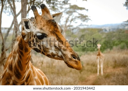 Giraffe roaming in Kenya Africa