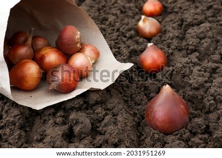Preparation for spring planting of tulip bulbs in a flower garden. Planting tulip bulbs in the ground in the fall in your garden. Royalty-Free Stock Photo #2031951269