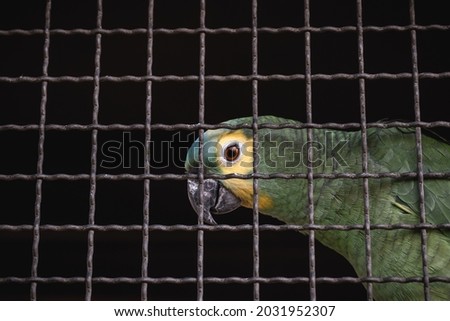 Maritaca, Brazilian bird of the parrot species. Trapped animal, smuggling and illegal sale of wild animals Royalty-Free Stock Photo #2031952307