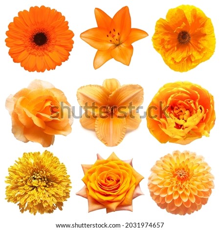 Collection beautiful head orange flowers of tulip, poppy, gerbera, rose, dahlia, chrysanthemum, lily isolated on white background. Flat lay, top view