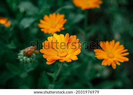 Calendula flowers. Flowers and buds of the medicinal plant Marigold.