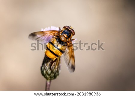 Hoverfly sitting in a meadow on a thistle.