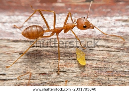 Close up red imported fire ant