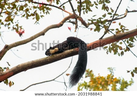 Malayan Giant Squirrel at Kaziranga National Park Assam . Black giant squirrel .