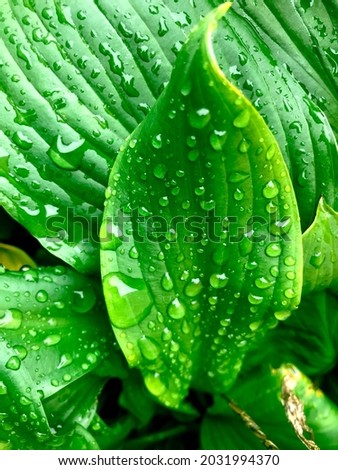 Raindrops on a green leaf. Wet green leaves on a rainy day