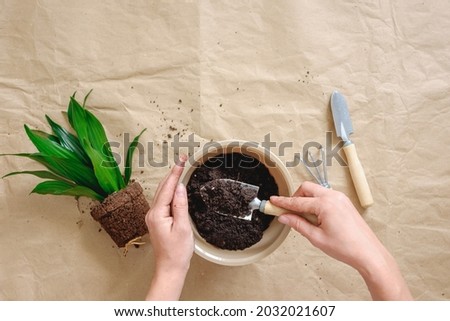 How to repot dracaena compacta a home plant. Hands filling a pot with a soil. Preparation for transplanting or repotting room plant. Royalty-Free Stock Photo #2032021607