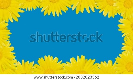 Calendula or marigold flower on a blue background. Space for text