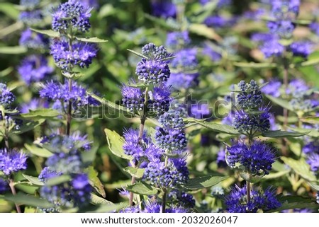 Beautiful blooming bluebeard in sunny August, Germany Royalty-Free Stock Photo #2032026047