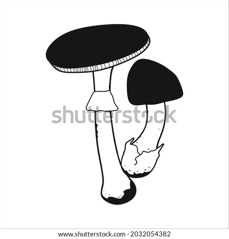 Two mushrooms sketch line art