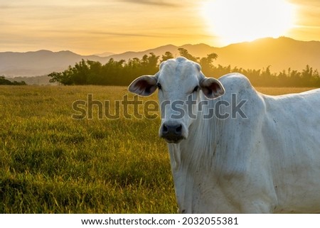 Nelore cattle at sunset at the end of the day Royalty-Free Stock Photo #2032055381