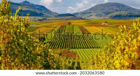 Vineyard Palatinate region, Deutsche Weinstrasse ( German Wine Route ), Rhineland-Palatinate, Germany. Royalty-Free Stock Photo #2032063580