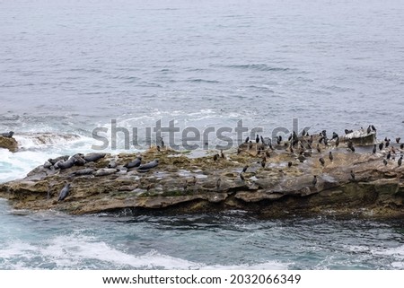 Harbor seals resting on top of the seal rock in La Jolla Cove, California. Harbor Seals and cormorant birds in La Jolla.