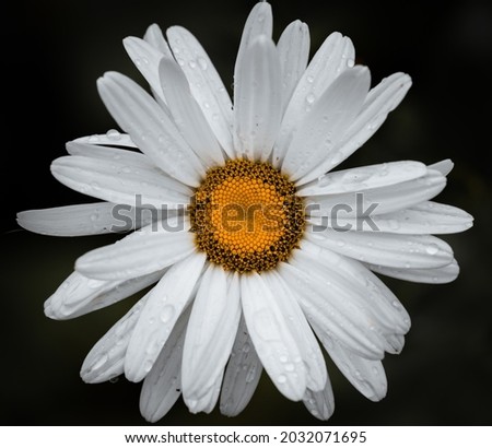 High detailed picture of a daisy flower on a black background. Droplets on the petals. High definition.