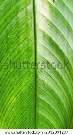 Close up of green tropical leaves for natural aesthetic background. Minimalist aesthetic background.