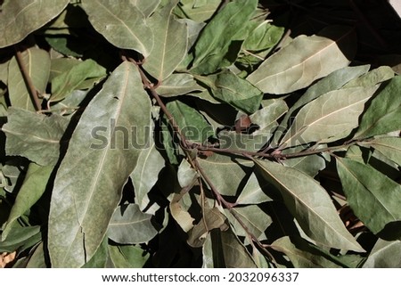 Fresh, Organic Laurel Leaves (Bay Leaf) for sale at a farmers market in California