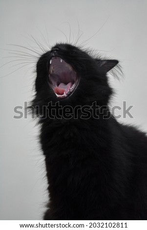 A black cat face expressions