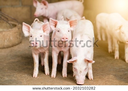 Pigs waiting feed,pig indoor on a farm yard. swine in the stall.Portrait animal. Royalty-Free Stock Photo #2032103282