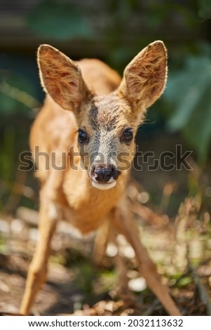 A very small, curious deer, looks at the photographer when he is photographed, against the background of greenery and dry grass