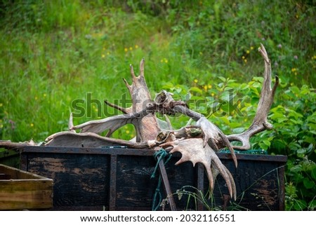 Multiple moose animal antlers stacked in an old wooden cart. The large animal parts are the horn section of the cranium. There are vibrant lush green shrubs and grass in the background.  Royalty-Free Stock Photo #2032116551