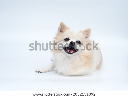 Long haired chihuahua lying down and smiling. White background.