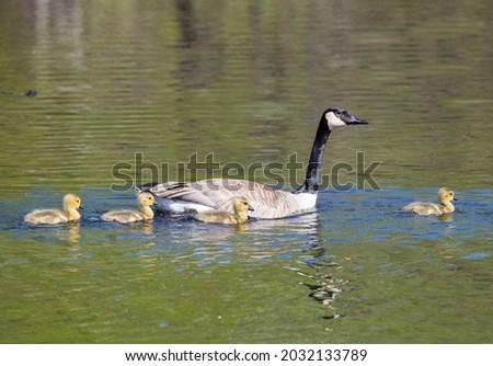 Canada Geese family on a pond