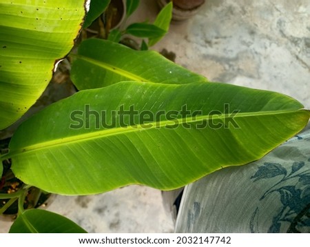 banana leaf South Indian food plate