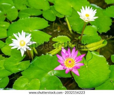 Beautiful lotus flowers in water pond