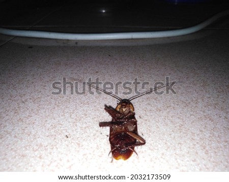 A cockroach lies dead in the house in the middle of the night