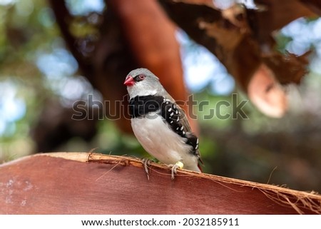 Diamond Firetail or Emblema guttata small colorful bird sitting on a tree Royalty-Free Stock Photo #2032185911