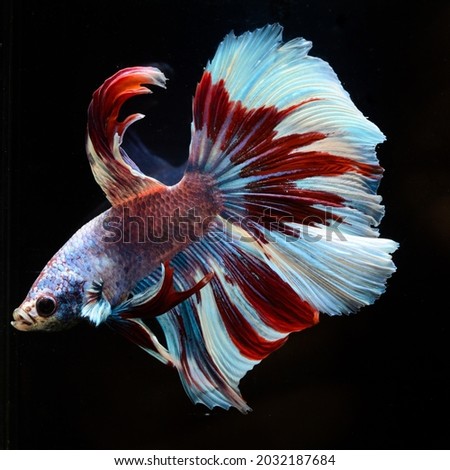 Betta from Thailand with beautiful colors The pattern is unique. It is popular with ornamental fish farmers around the world.