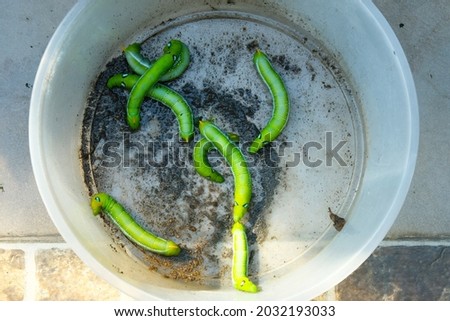 A picture of green caterpillar been collect in the container to avoid damage the farmer plant.