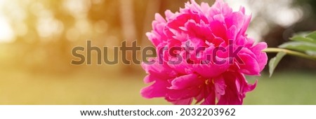 pink peony flower head in full bloom on a background of blurred green grass and trees in the floral garden on a sunny summer day. banner. flare