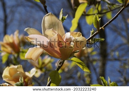 gorgeous peach-coloured magnolias on a sunny April day