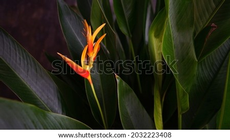The orange Bird of paradise flower Background of leaves  in dark emotion blur                         