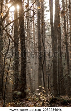 Beautiful morning in the autumn forest. Sunrays shine through the trees in the forest. Amazing natural landscape. Foggy and sunny magic moment catched on the photography.
