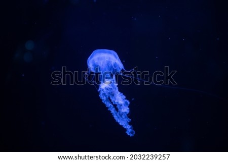 Mauve stinger (Pelagia noctiluca) also known as purple-striped jelly, purple stinger, purple people eater, purple jellyfish, luminous jellyfish and night-light jellyfish swimming in blue light on blac Royalty-Free Stock Photo #2032239257