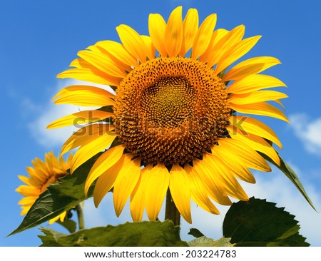 Bright yellow sunflower and blue sky with clouds. Closeup photo of flower.