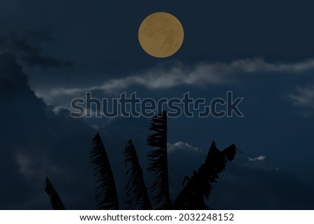 Full moon on the sky with tree branch silhouette and clouds at night.
