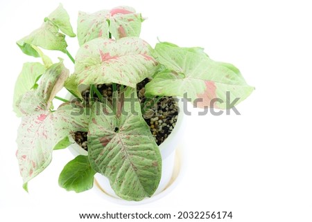 Syngonium Milk Confetti planting in the white pot with white background.