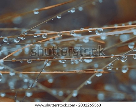 Close-up of water droplets on grass. Macro Nature Photography 